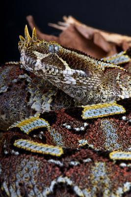 Read online Rhinoceros Viper Journal: 150 Page Lined Notebook/Diary - NOT A BOOK | PDF