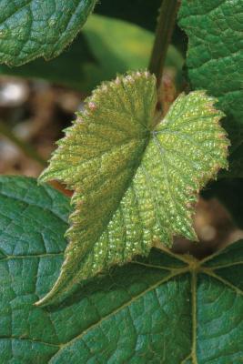 Download Farm Journal Concord Grape Leaf: (Notebook, Diary, Blank Book) - NOT A BOOK | ePub