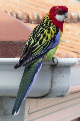 Read Eastern Rosella (Platucercus Eximius) Bird Journal: 150 Page Lined Notebook/Diary - NOT A BOOK file in PDF